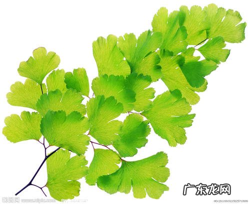 银杏树的树叶 银杏叶的外貌