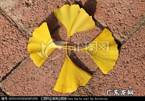 银杏树的树叶 银杏叶的外貌