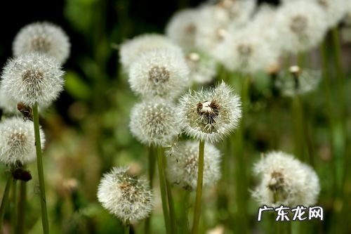 如何描写蒲公英的样子 如何描写蒲公英