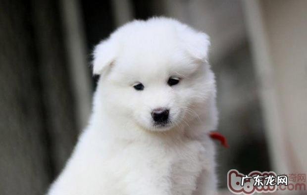 小狗刮毛后的心理现象