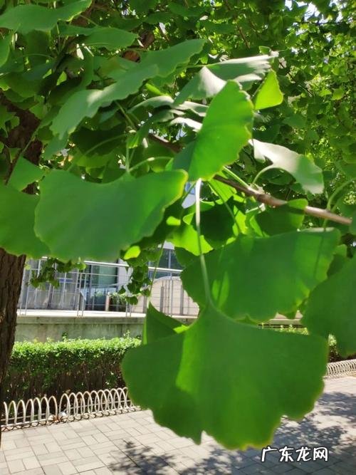 秋天的银杏树作文300字 秋天的银杏树散文