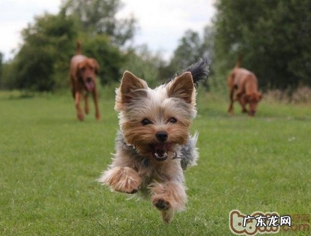 怎样改进小狗的掉毛情况