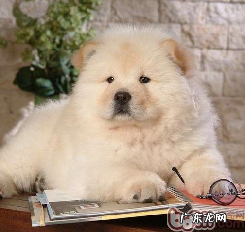 改进小狗的情绪病