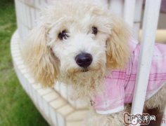 小狗的身上异味重该怎么去除