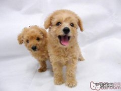 给小狗吃牛肉干有什么益处