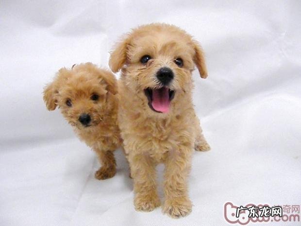 给小狗吃牛肉干有什么益处