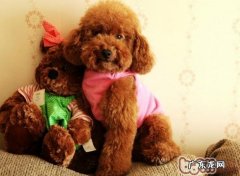 工薪族该如何好宠物狗呢