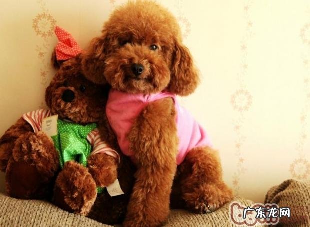 工薪族该如何好宠物狗呢