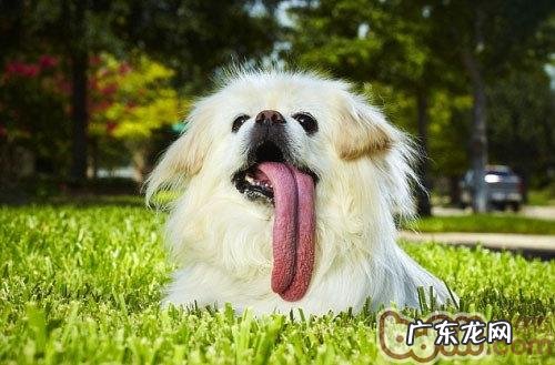 有关蝴蝶犬、北京犬和哈巴犬的喂养方法