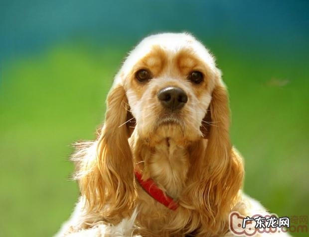 如何科学研究给小狗喂养