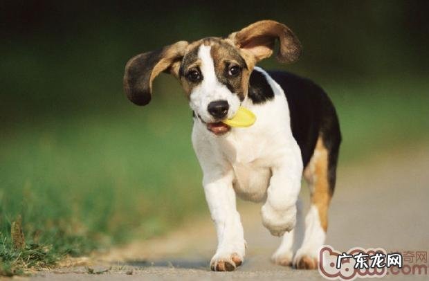 小狗洗澡要留意的好多个难题