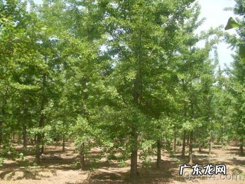 银杏树100年能长多粗 银杏树的简介100字