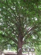 银杏树100年能长多粗 银杏树的简介100字