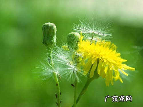 蒲公英的果实和种子有哪些特点 蒲公英的特点有哪些