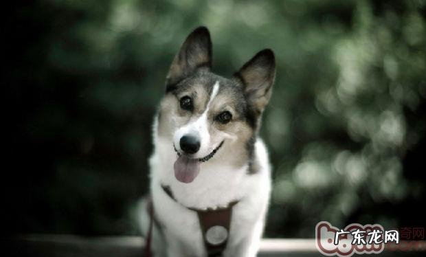 揭密小狗心里的依靠全球