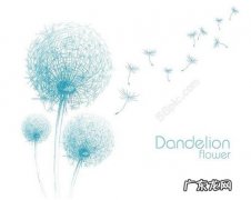 蒲公英花朵 蒲公英说说