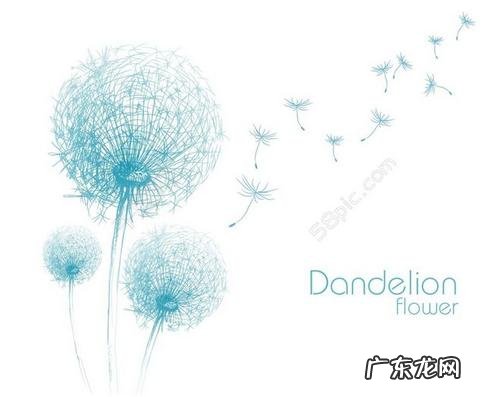 蒲公英花朵 蒲公英说说