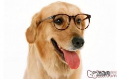 适量运动对小狗的必要性