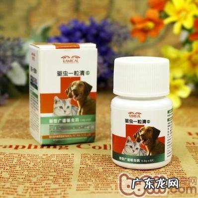 猫和狗盛典 波奇百度百科有奖问答主题活动火爆进行中!