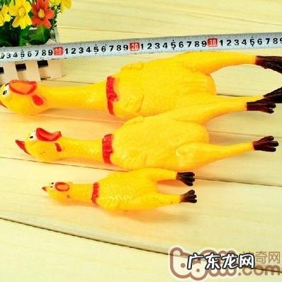 猫和狗盛典 波奇百度百科有奖问答主题活动火爆进行中！