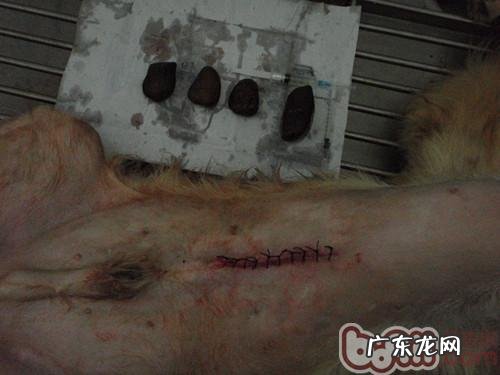 金毛多多与石头的故事