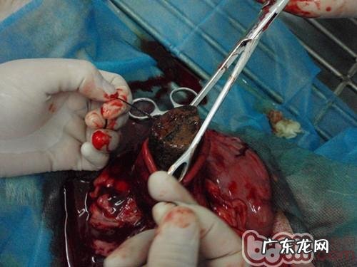 金毛多多与石头的故事