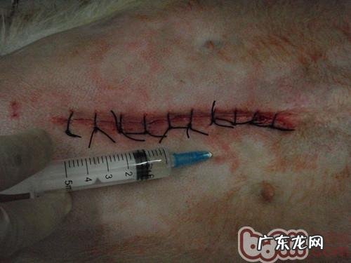 金毛多多与石头的故事