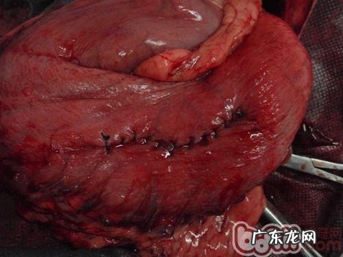 金毛多多与石头的故事