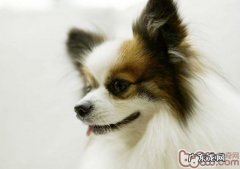 小狗能够从食材中获得所需营养元素