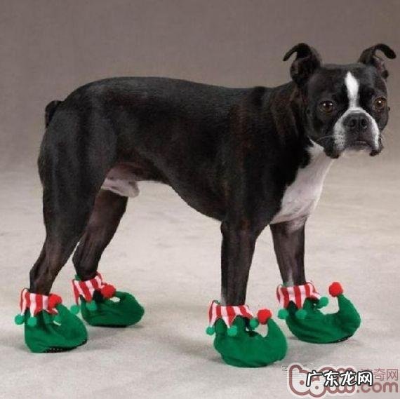 小狗穿鞋子难题全分析
