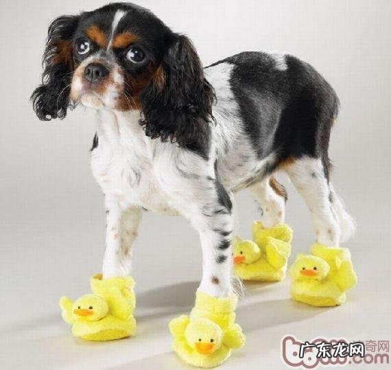 小狗穿鞋子难题全分析