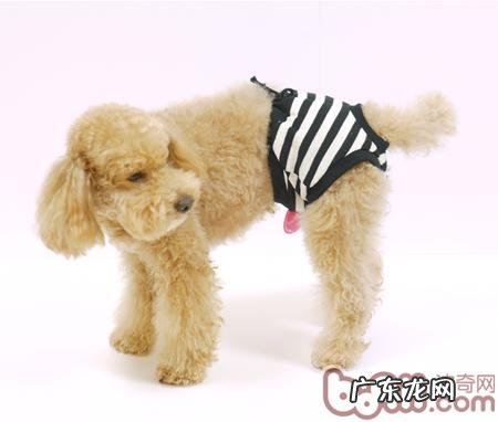 狗狗生理期时的保养及常见问题