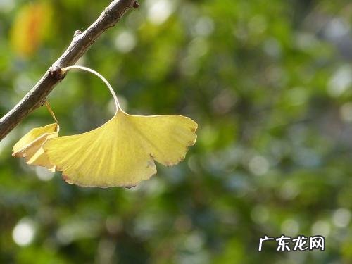 银杏树的果实描写优美段落 冬天银杏树的描写优美段落