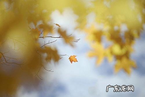 十一月的季节的特点 对十一月的季节描述