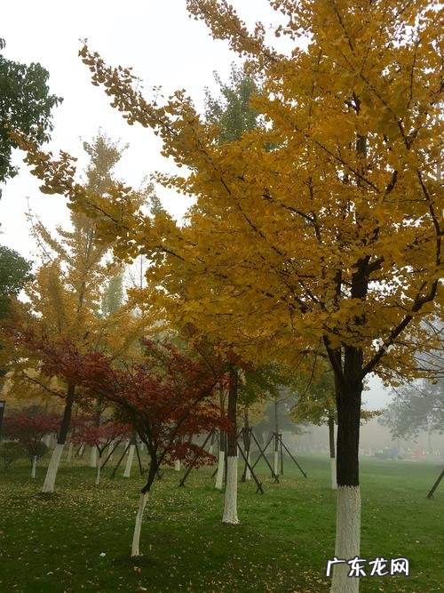 描写秋天银杏树的优美段落 秋天银杏树的样子描写