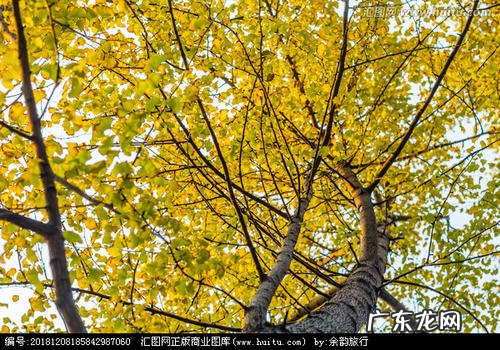 描写秋天银杏树的美文 描写秋天银杏树外形