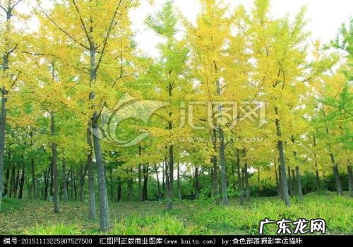 描写秋天银杏树的美文 描写秋天银杏树外形