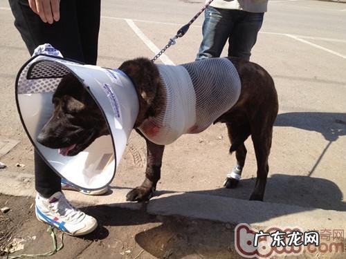 犬猫车祸事故的成本