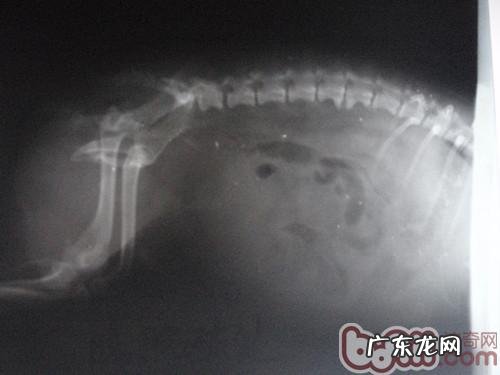 犬猫车祸事故的成本