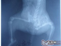 犬猫车祸事故的成本