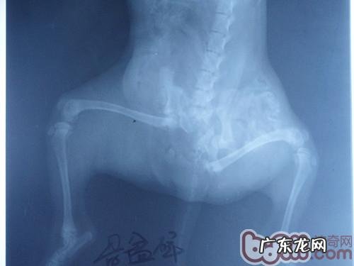 犬猫车祸事故的成本