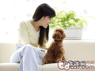 房间内养狗的好处及常见问题