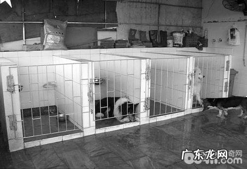 暑假小狗医院门诊寄养宠物的利与弊剖析