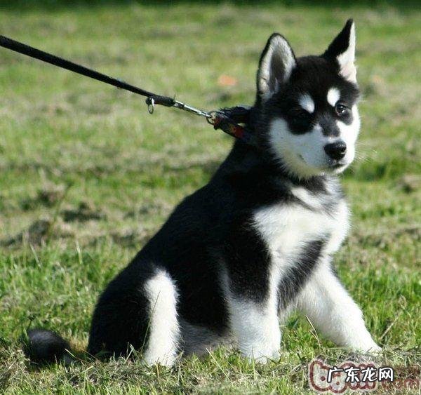 秋色宜人,小狗出行踏春常见问题