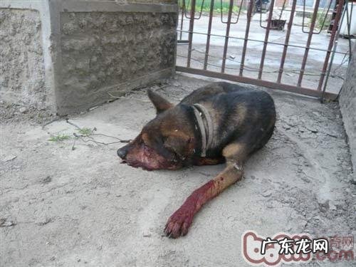 给小狗一个温馨的家,主人家异常看待可造成小狗精神类疾病