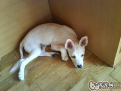 给小狗一个温馨的家，主人家异常看待可造成小狗精神类疾病