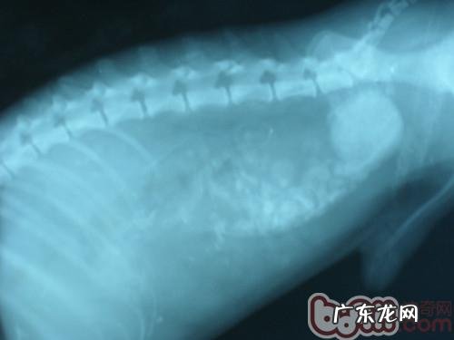 小狗需不需要吃骨骼