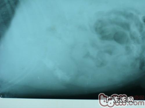 小狗需不需要吃骨骼