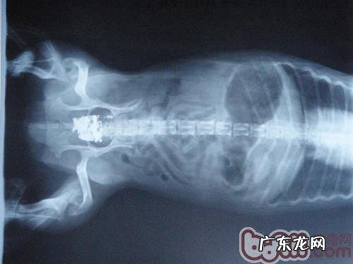 小狗需不需要吃骨骼