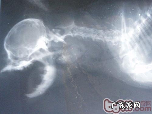 小狗需不需要吃骨骼